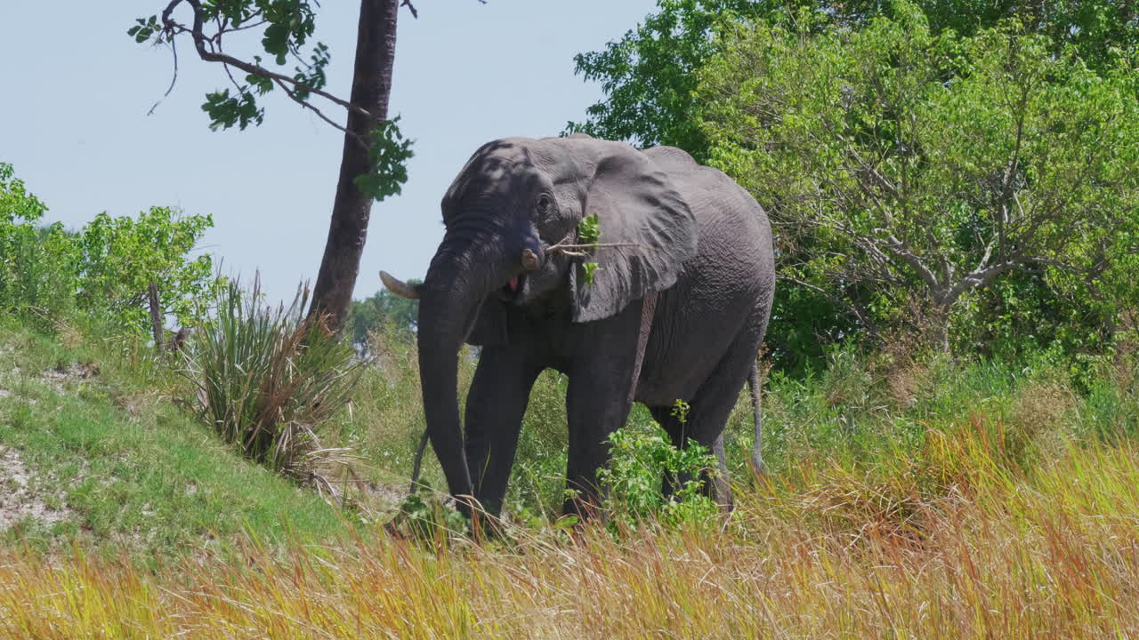 un hermoso elefante africano rompiendo una rama de árbol - cerrar