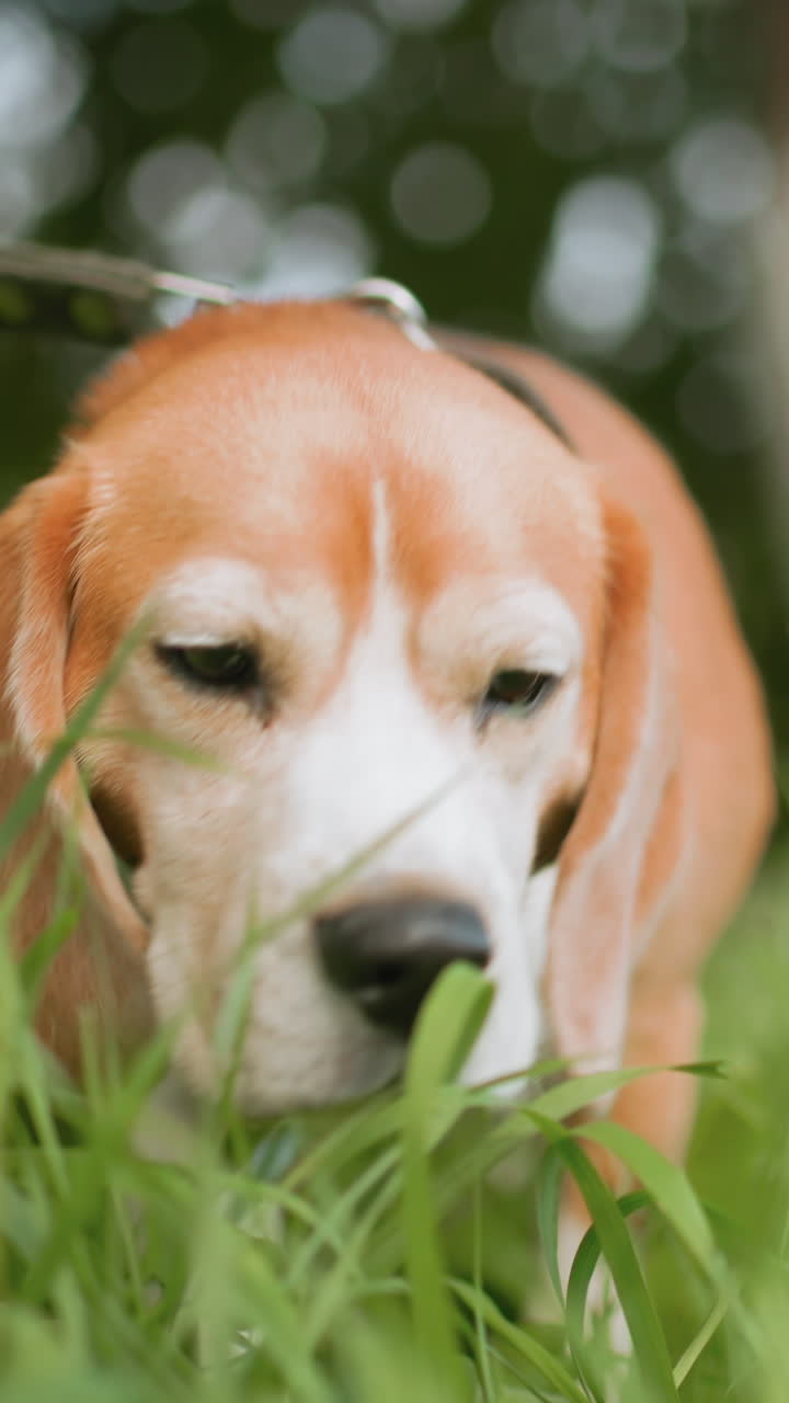 Cane che esplora l'ambiente esterno, Beagle con collare borchiato che esplora il cortile pieno di alberi e rugiada, Beagle marrone e bianco che annusa l'erba verde all'esterno con espressioni curiose e andatura leggera