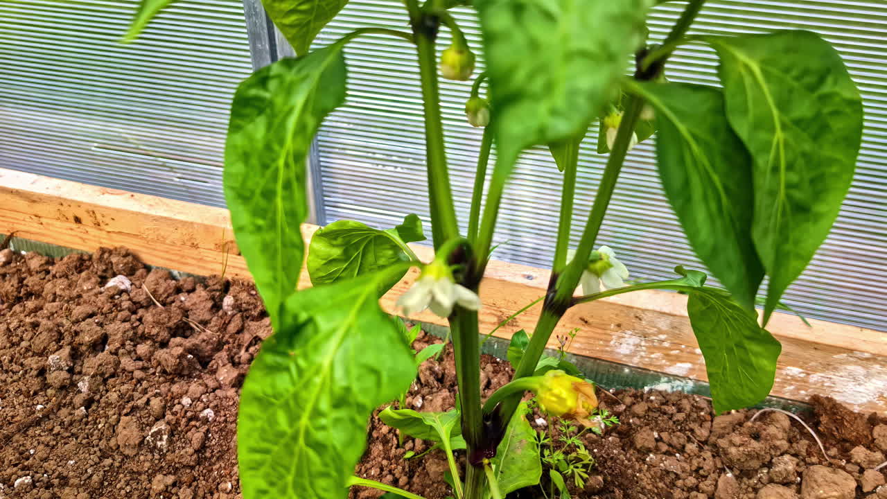 Flowering pepper plant growing in greenhouse with moist soil and early blossoms
