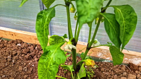 flowering pepper plant growing in greenhouse with moist soil and early blossoms