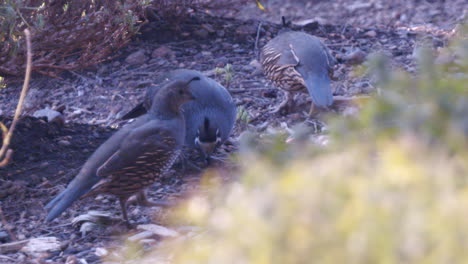Family-of-quail-eating-olives-in-slow-motion
