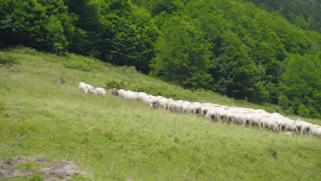 macho cabrío siguiendo a un rebaño de ovejas corriendo hacia la alimentación del rebaño en una colina