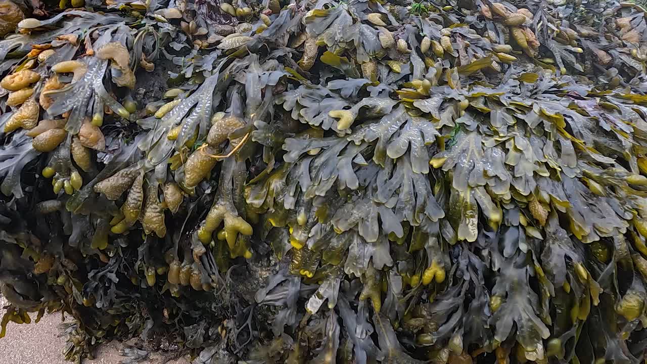 playa cubierta de algas con vista al puente