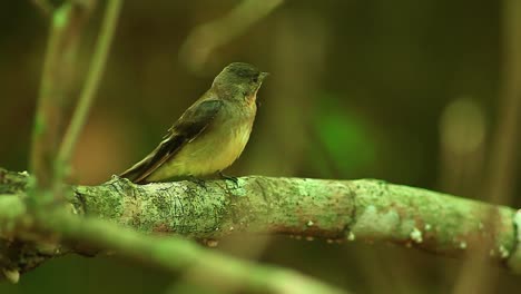 swallow-tailed cotinga, bird, perched on branch, scenic, in brasil, songbird, brazil, atlantic rainforest swallow, tyrannidae, jamaican pewee, contopus pallidus, cinematic telelens telephoto, telezoom