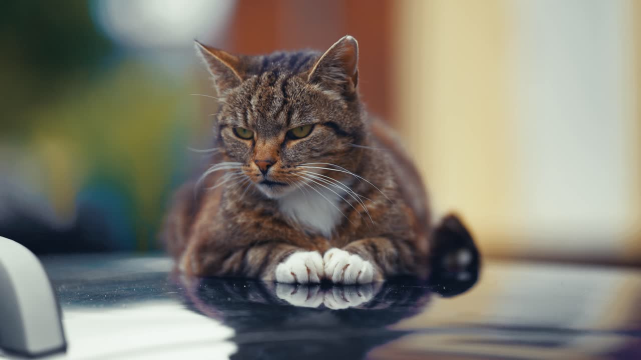 A tabby cat with shite pawn and white shirtfront laying on the car roof chilling and observing surroundings