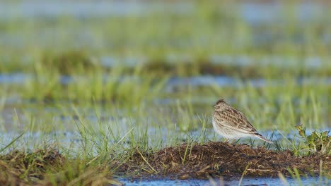 skylark resting and feeding on the ground in wetlands flooded meadows