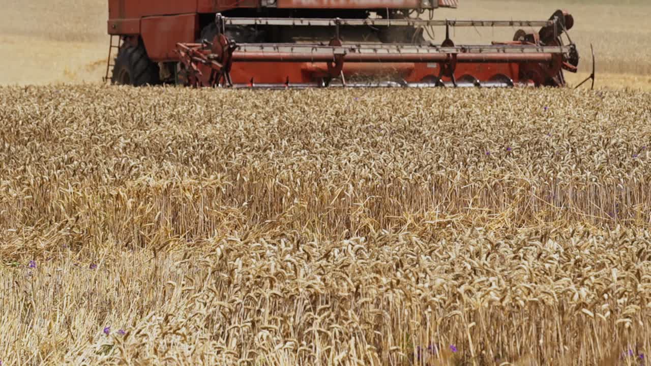 Close-up of golden wheat harvesting by combine machine outdoors. Process of cutting blades of ripe yellow wheat in summer. Agricultural background.