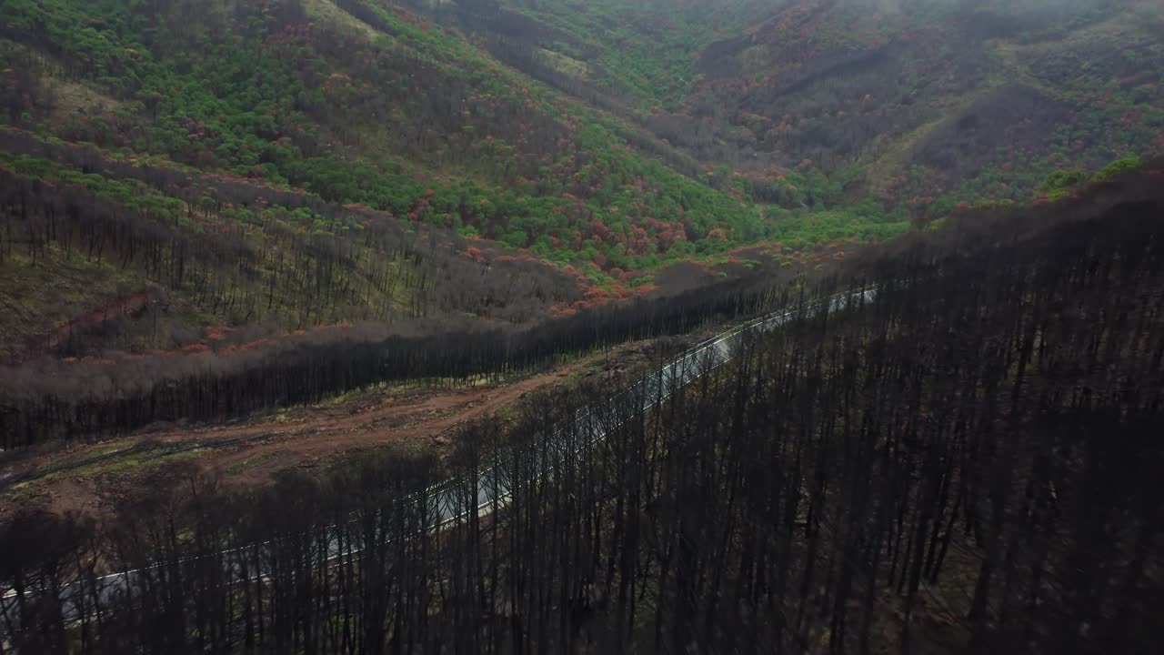 camino sinuoso que conduce a través de las montañas boscosas brumosas, vista aérea