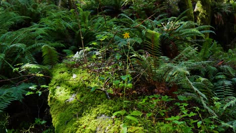 close up shot of dense vegetation with fern plants and leaves, visiting at rob roy track in new zealand