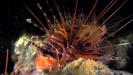 Pez-León-Spotfin-Nadando-Sobre-Arrecifes-De-Coral-Por-La-Noche,-Primer-Plano