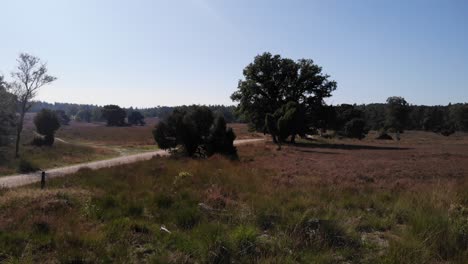 hermosos campos salvajes de hierba y brezo que soplan en el viento en un hermoso día soleado en una zona rural salvaje