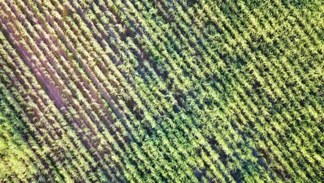drone volando directamente sobre un campo de caña de azúcar con la cámara apuntando hacia abajo