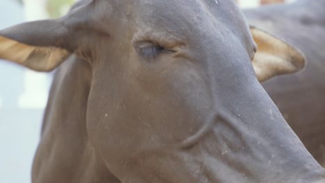 Close-up-of-a-chewing-black-bull,-nose,-mouth,-eyes,-ears,-horns,-eating,-4K