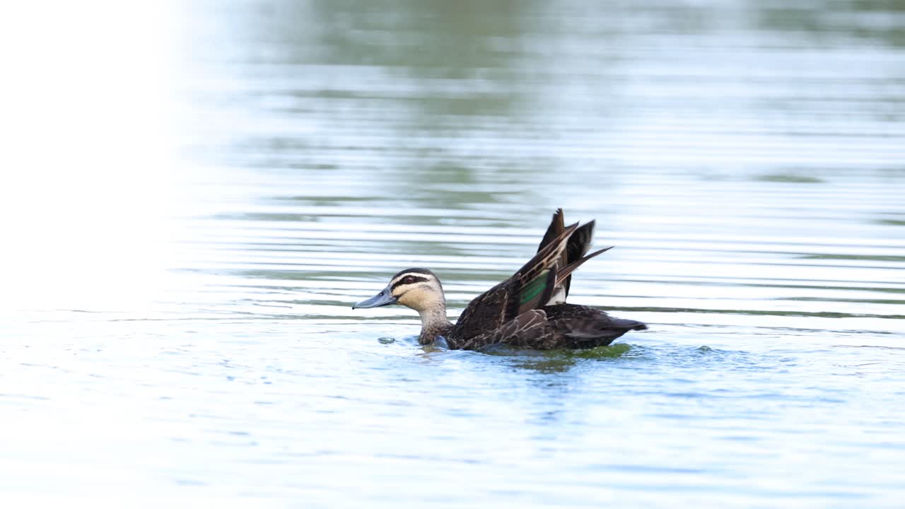 오리 는 날개 를 흔들고 물 위 에 부드럽게 착륙 한다