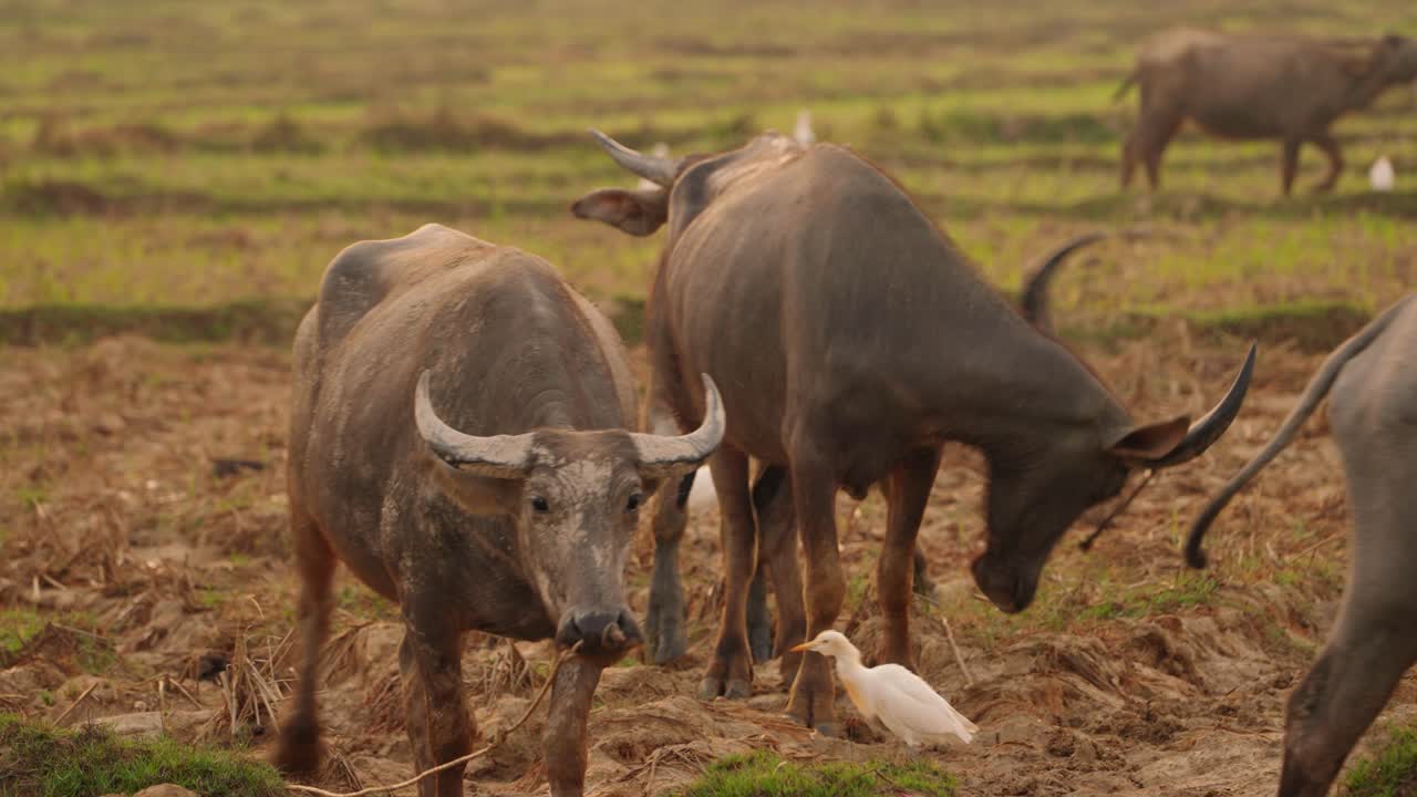 grupo de búfalos tailandeses caminando por los campos de arroz durante el amanecer, tailandia, isla de koh yao noi, asia