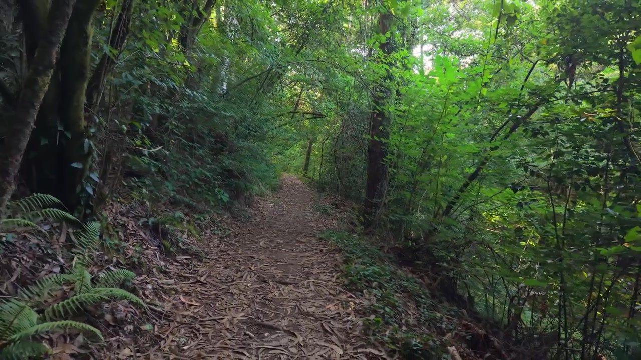 Mountain Hiking Path Passes Through Dense Trees In A Serra de Outes, A Coruña, Galicia, Spain. Pullback Shot