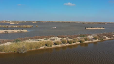 aerial drone of pink flamingos on guadalquivir river in doñana national park, spain