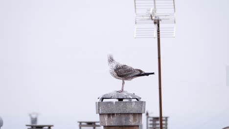 Eine-Möwe,-Die-Auf-Einem-Aussichtspunkt-Am-Meer-Kackt