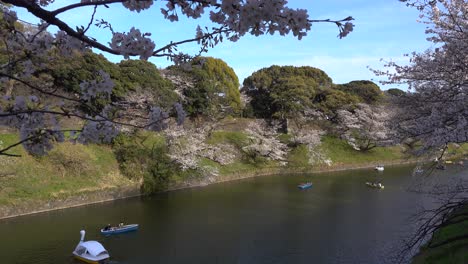 Impresionante-Paisaje-Primaveral-En-El-Foso-Chidorigafuchi-Con-Muchos-Sakura-Y-Barcos-Brillantes