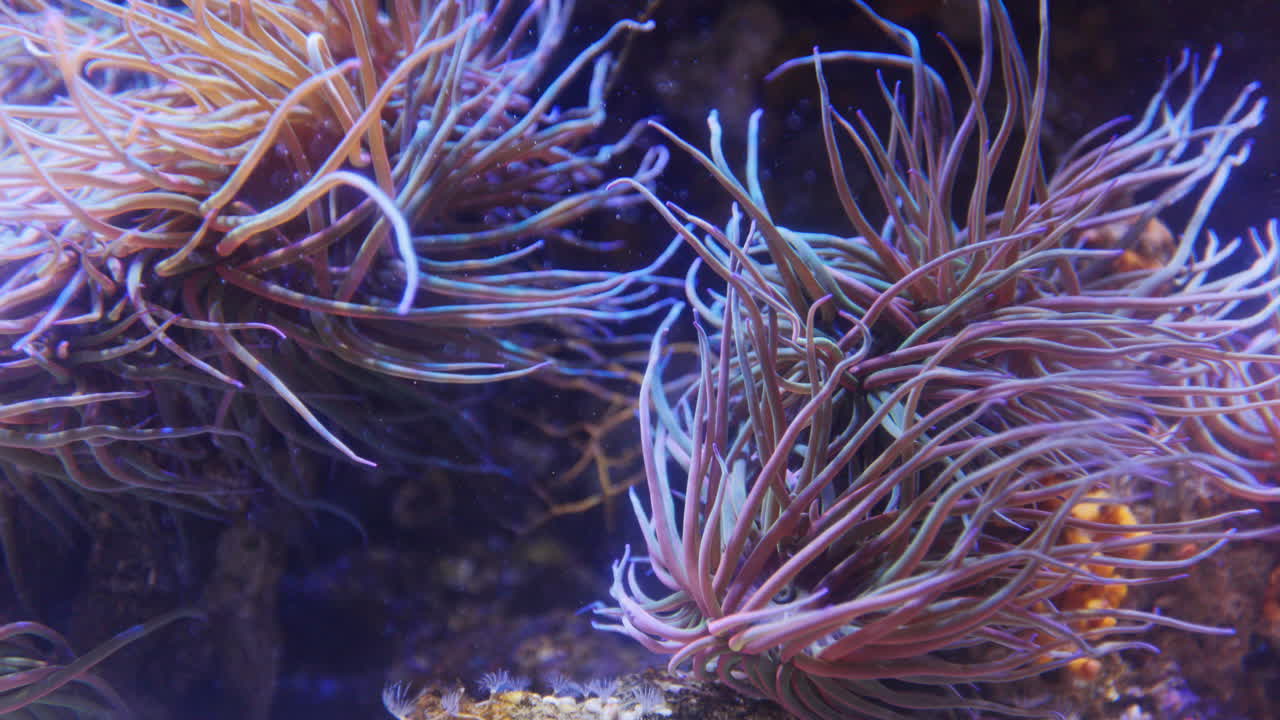 Peces tropicales en acuario