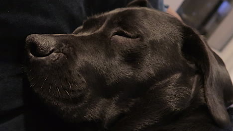 a closeup of a dog sleeping peacefully on her pillow