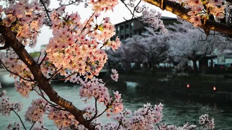 toma cinematográfica de un sakura en flor de cerezo en japón