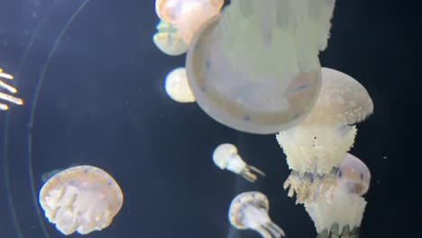 white spotted jellyfish; underwater aquarium