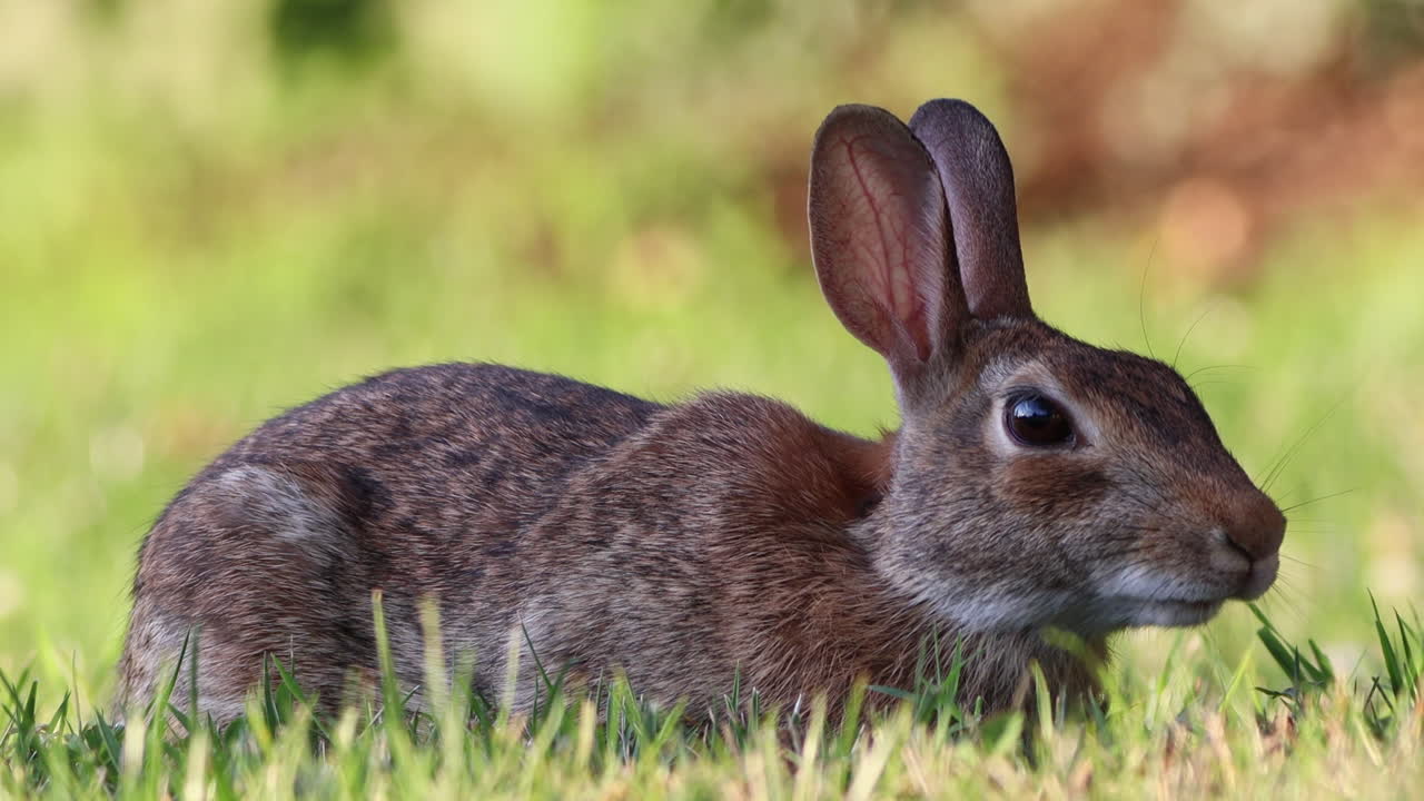 un conejo salvaje de cola de algodón pastando en la hierba verde