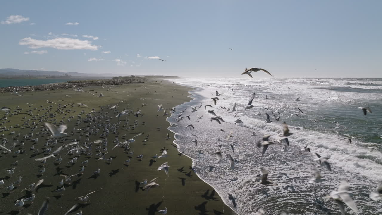 Aerial dolly through a flock of seagulls flying over Smith River estuary, California, with scenic water views
