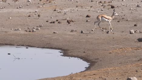 springbok bouncing away from a watering hole in etosha np namibia