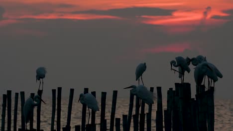 The-Great-Egret,-also-known-as-the-Common-Egret-or-the-Large-Egret