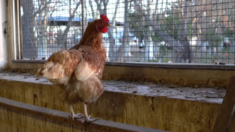 Posada-En-Una-Barra-De-Metal,-Una-Gallina-Solitaria-Mira-Fuera-Del-Gallinero