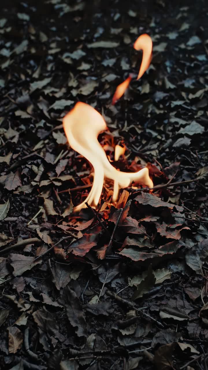 A close-up video captures a small flame flickering among dry leaves on the forest floor, shot