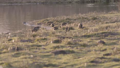 ducks are finding food in a field near by a pond