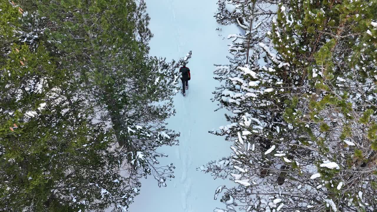 imágenes de drones de arriba hacia abajo de un hombre caminando entre los árboles bajo la nieve en las montañas de los pirineos