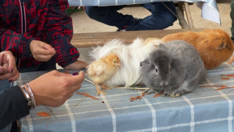 educational community farm with children feeding domestic animals like rabbits chicks and guinea pigs