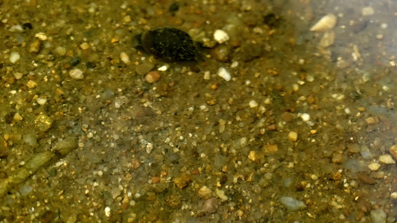 Small Tadpoles and Snail Exploring Their Environment: Underwater Wildlife