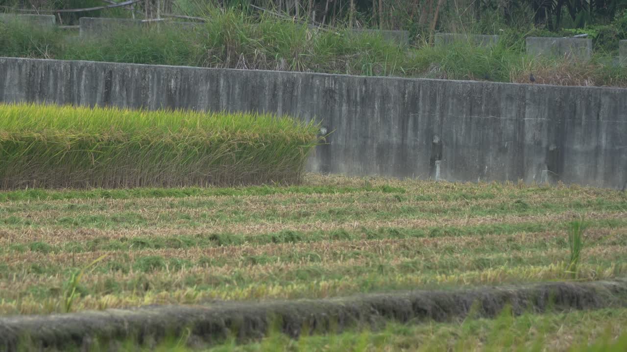 Uccelli selvatici trampolieri, aironi bianchi e altre specie riuniti su una risaia coltivata durante la stagione del raccolto, nutrendosi dei resti delle colture dopo il passaggio del trattore mietitore, della mietitura, trebbiatura e vagliatura