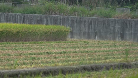 Aves-Zancudas-Salvajes,-Garcetas-Blancas-Y-Otras-Especies-Reunidas-En-Campos-De-Arroz-Cultivados-Durante-La-Temporada-De-Cosecha,-Alimentándose-De-Cultivos-Desgarrados-Después-Del-Tractor-Cosechador,-Cosechando,-Trillando-Y-Aventando