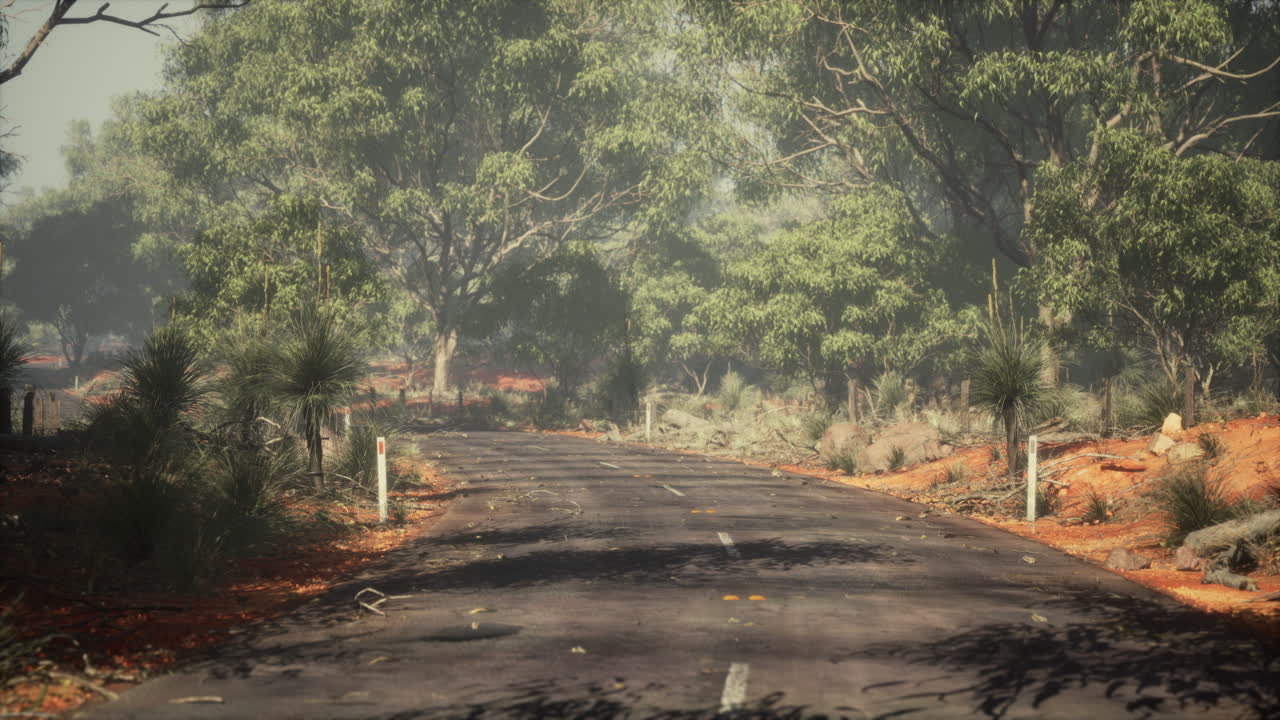 숲 을 가로지르는 안개 가득한 시골 도로