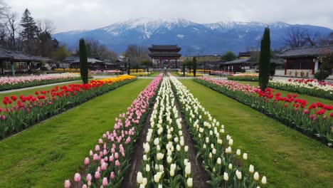 colorful tulip garden with traditional architecture and snowy mountains