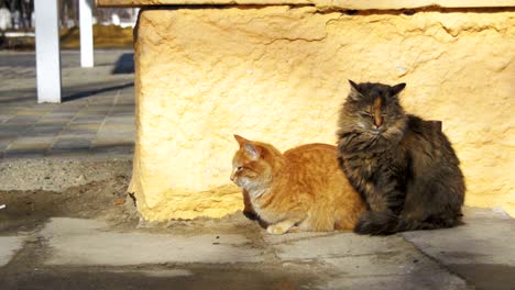 two gray and red homeless cats on the street in early spring