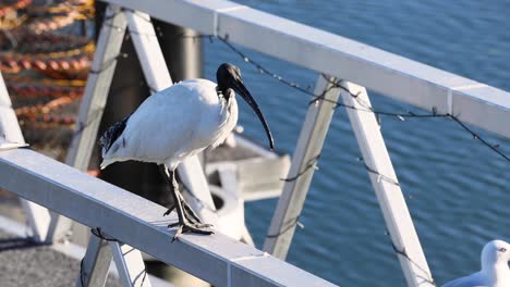 ibis encaramado en una barandilla cerca del agua