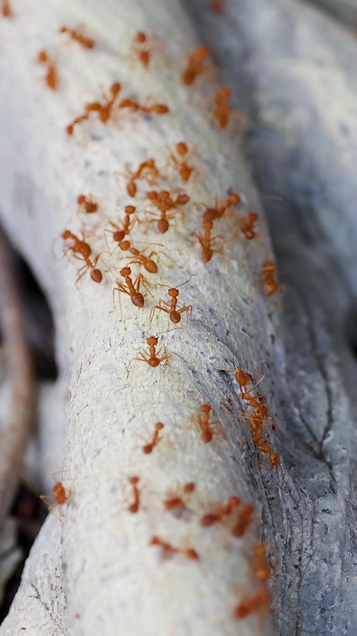Vídeo macro em close-up de formigas-tecelãs vermelhas movendo-se sobre raízes de árvores texturizadas sob luz natural