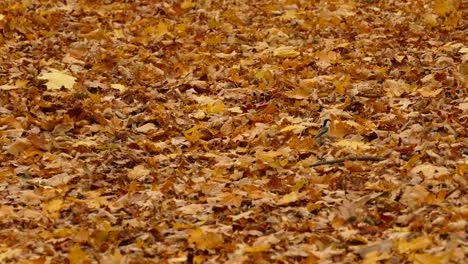 tiny tit birds jumping on forest ground covered in golden autumn leaves, static view