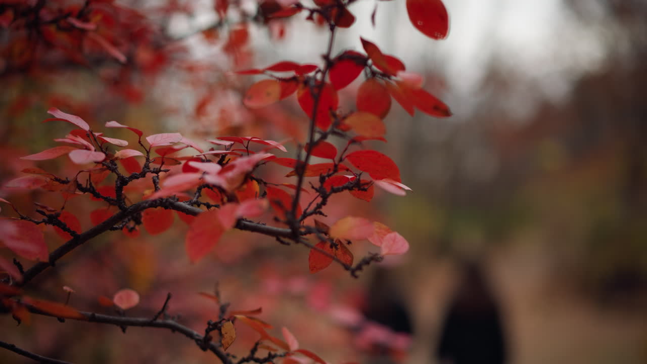 primer plano de vibrantes flores rojas de otoño con un fondo borroso con árboles que capturan la esencia del follaje de otoño con colores cálidos y enfoque suave y borroso dos figuras negras caminando