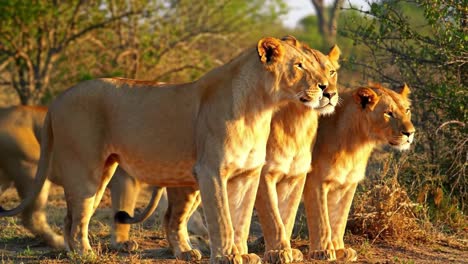 a majestic showcase of two lionesses on the move in the golden light of the african savanna, highlighting their graceful presence and natural habitat