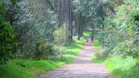 man and dogs walking along sunlit forest path with gently swaying trees on bright summer day