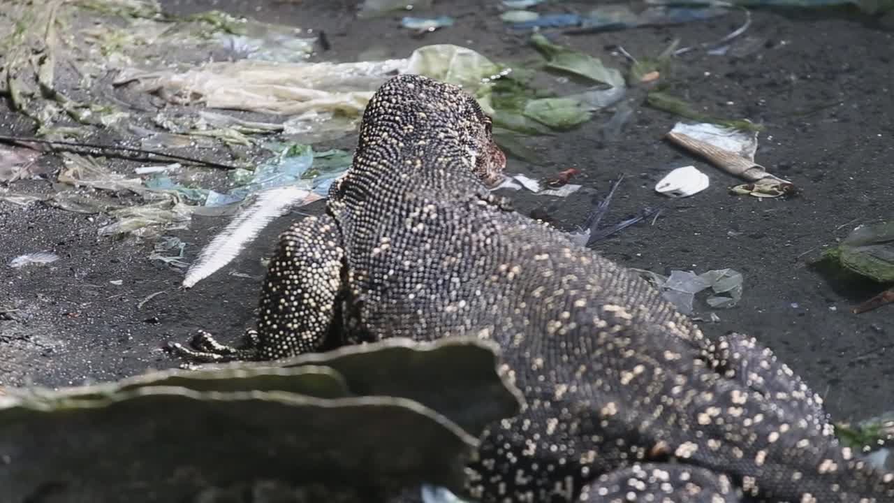 un lagarto de monitor gigante que busca comida en las aguas poco profundas llenas de suciedad y aguas residuales