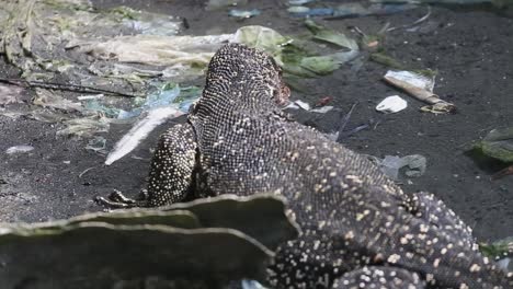 a giant spotted monitor lizard hunting for food in the shallow water filled with dirt and sewage